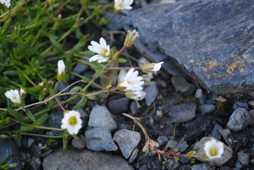 Caryophyllacea - Cerastium sp.