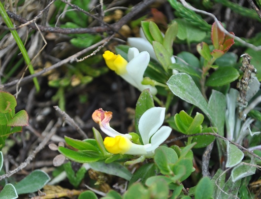 Alpi Francesi Meribel 6 - Polygala chamaebuxus