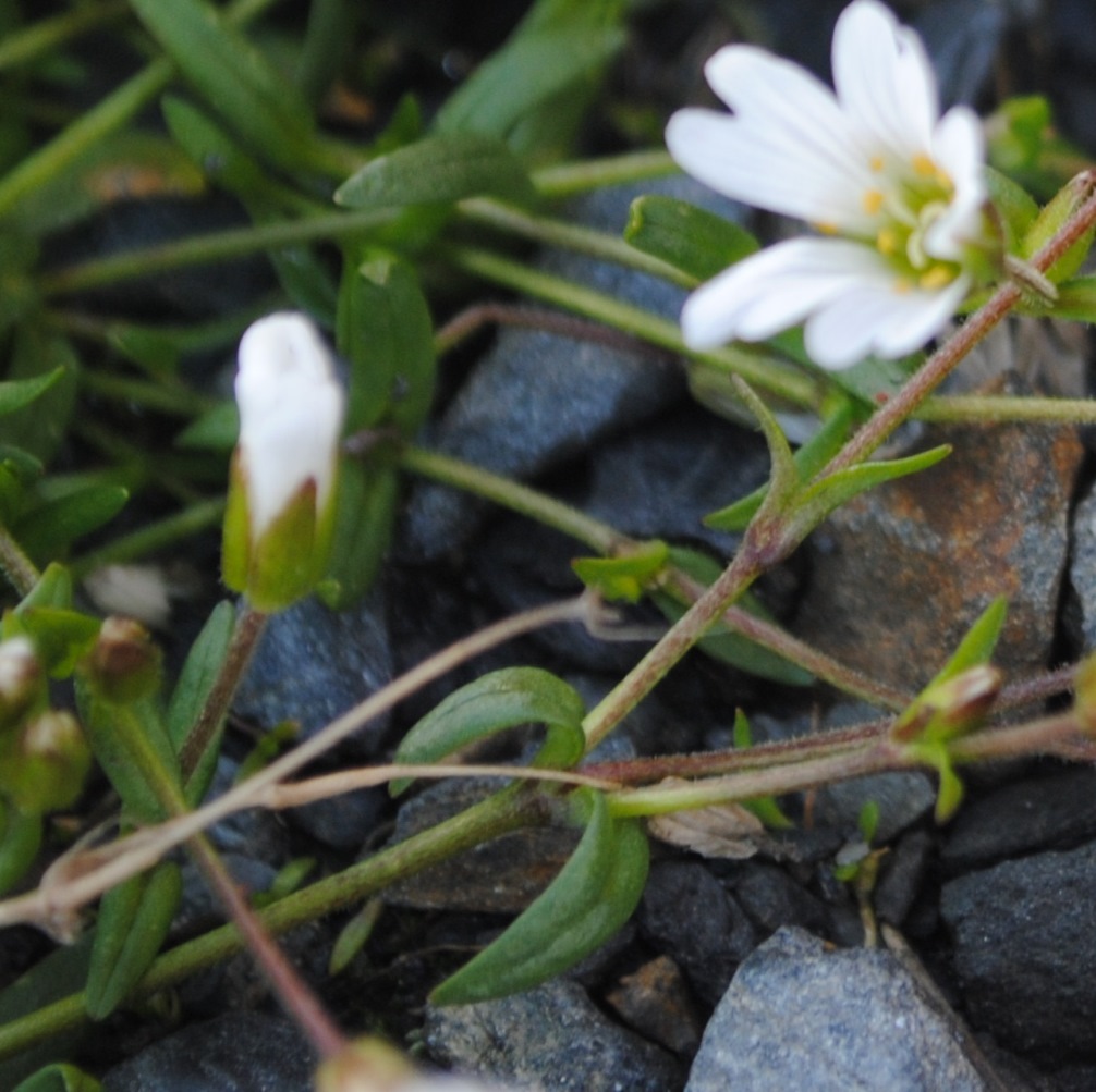 Caryophyllacea - Cerastium sp.