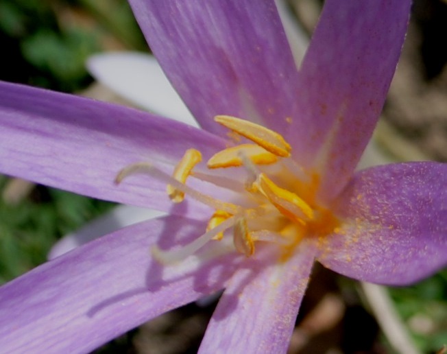 Colchicum neapolitanum (=Colchicum multiflorum)