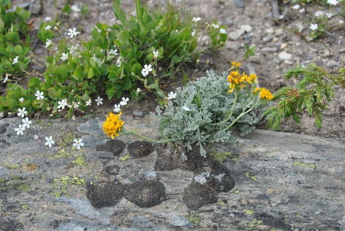 Alpi Francesi, Meribel - Jacobaea incana (= Senecio incanus)