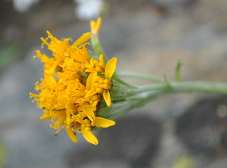 Alpi Francesi, Meribel - Jacobaea incana (= Senecio incanus)