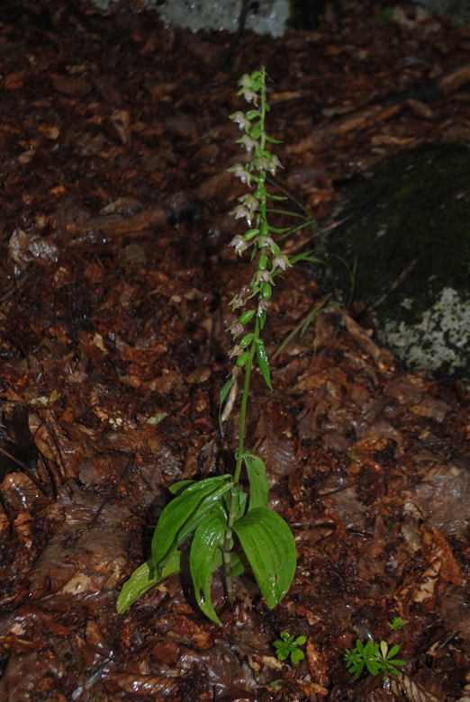 Epipactis helleborine, altra subsp.?