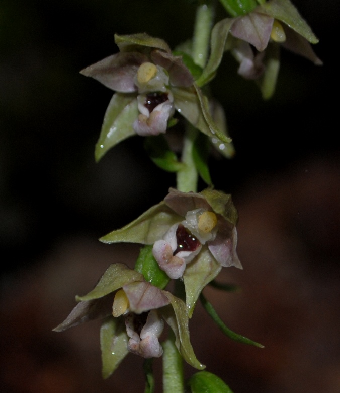 Epipactis helleborine, altra subsp.?