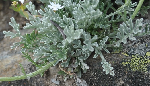 Alpi Francesi, Meribel - Jacobaea incana (= Senecio incanus)