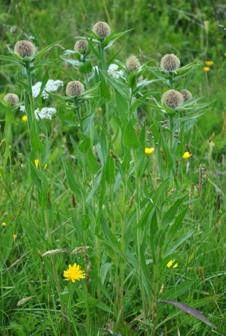 Alpi Francesi Meribel 7 - Centaurea nervosa