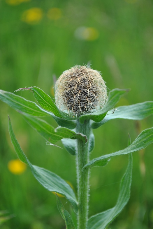 Alpi Francesi Meribel 7 - Centaurea nervosa