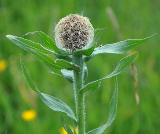 Alpi Francesi Meribel 7 - Centaurea nervosa