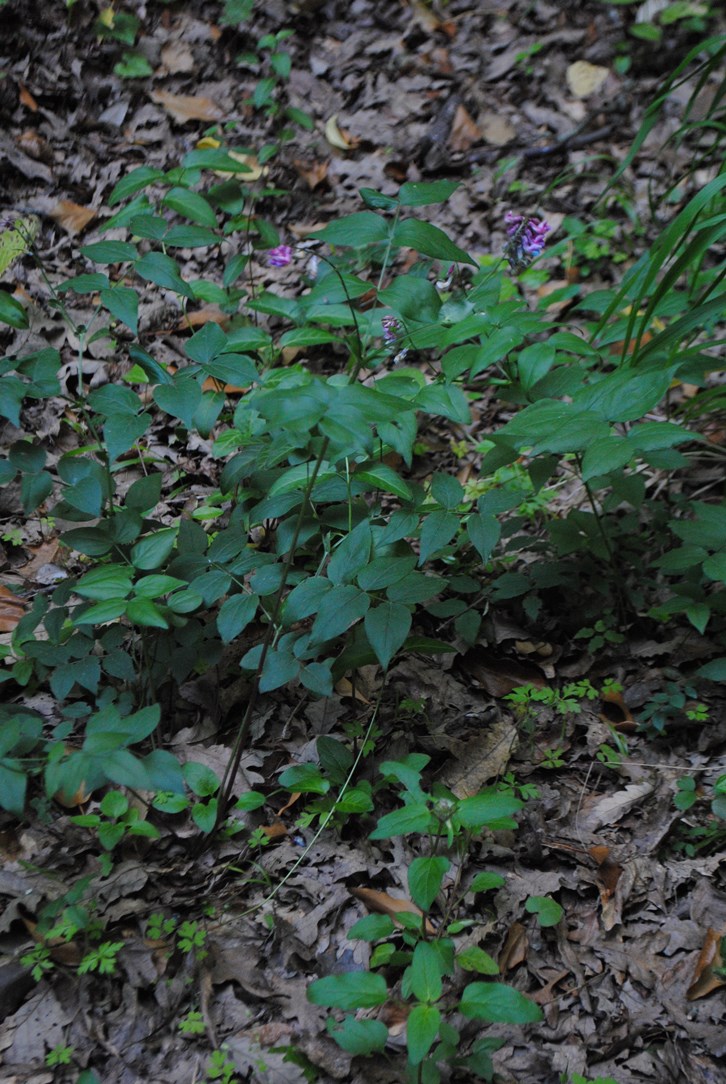 Lathyrus cfr. venetus