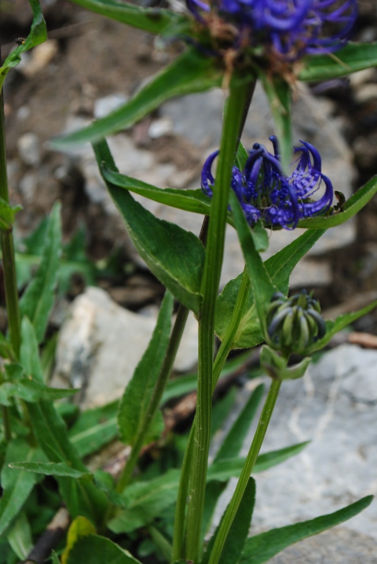 Phyteuma orbiculare