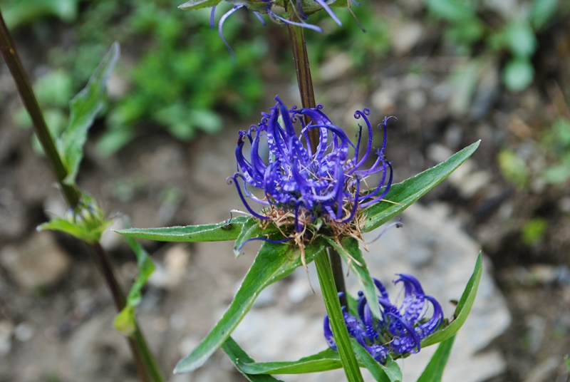 Phyteuma orbiculare