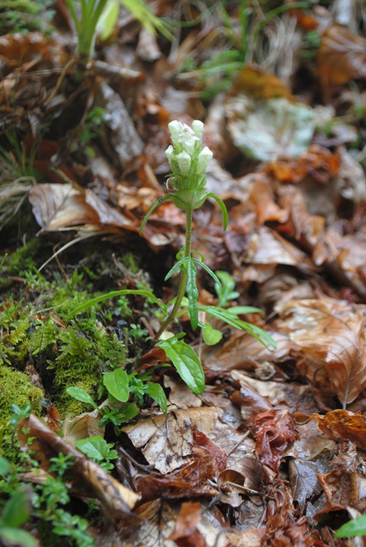 Prunella laciniata