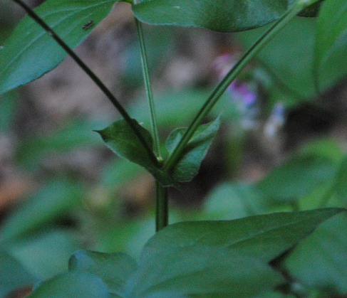 Lathyrus cfr. venetus