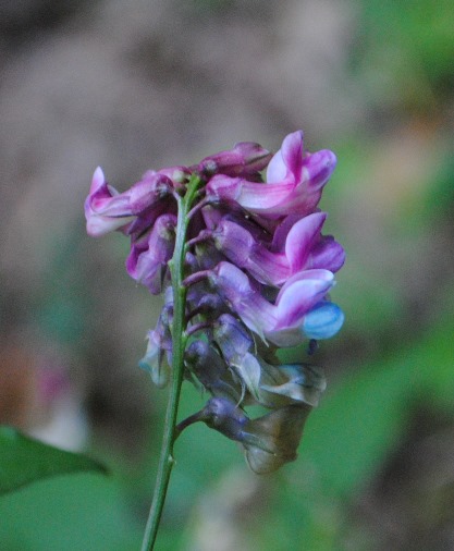 Lathyrus cfr. venetus