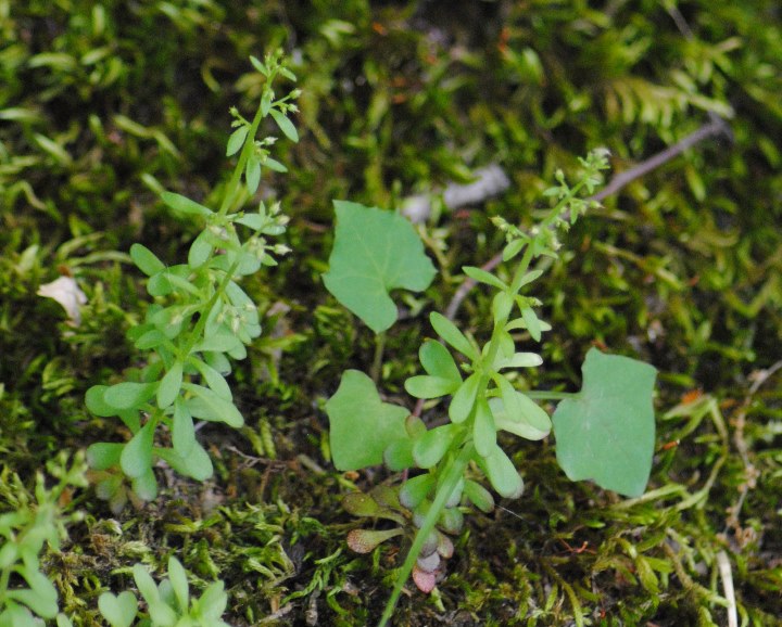 Sedum cepaea