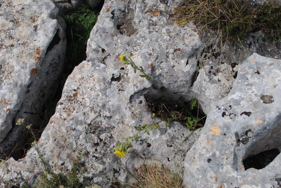 Hieracium racemosus?