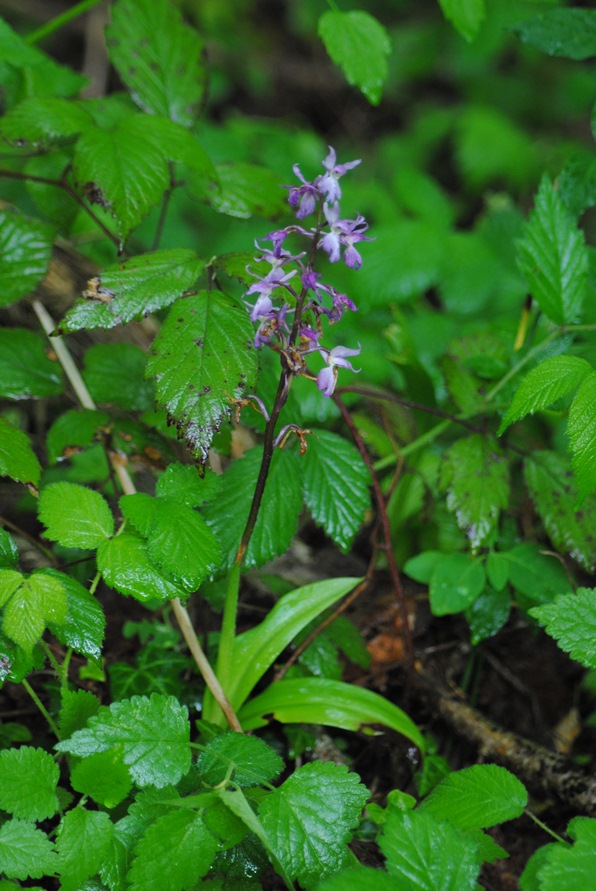 Orchis mascula