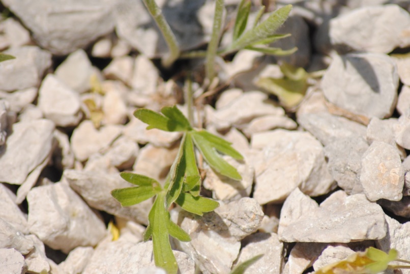 Ranunculus monspeliacus / Ranuncolo di Montpellier