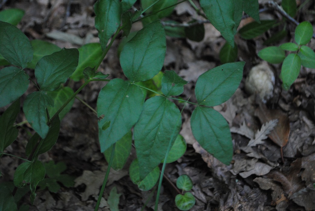 Lathyrus cfr. venetus