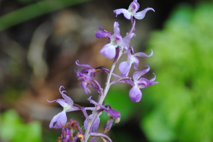 Orchis mascula