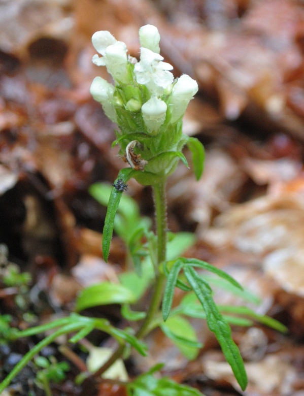 Prunella laciniata