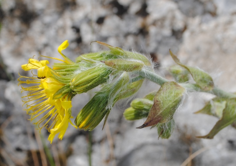 Hieracium racemosus?