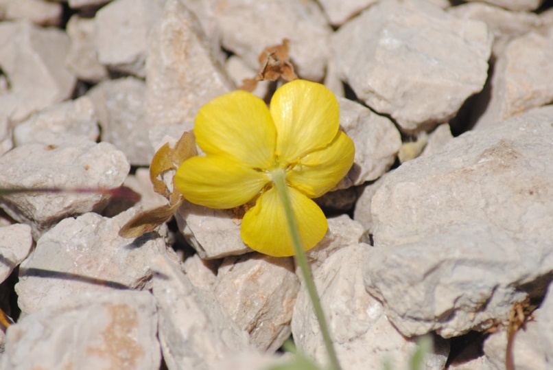 Ranunculus monspeliacus / Ranuncolo di Montpellier