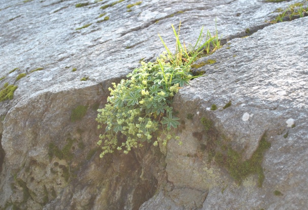 Alpi Francesi Meribel 8 - Alchemilla sp.