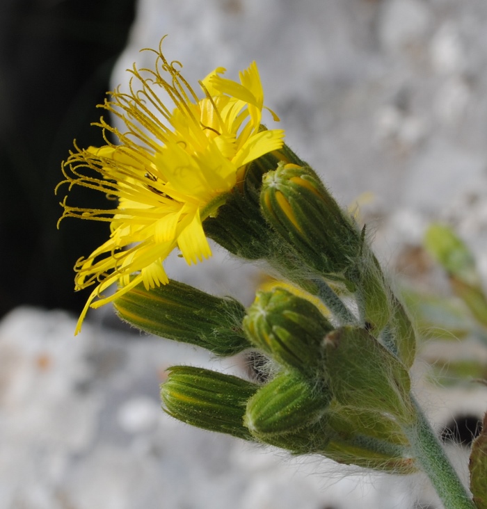 Hieracium racemosus?