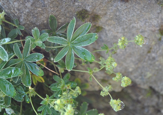 Alpi Francesi Meribel 8 - Alchemilla sp.