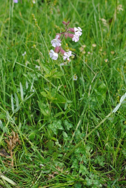 Silene latifolia / Silene bianca