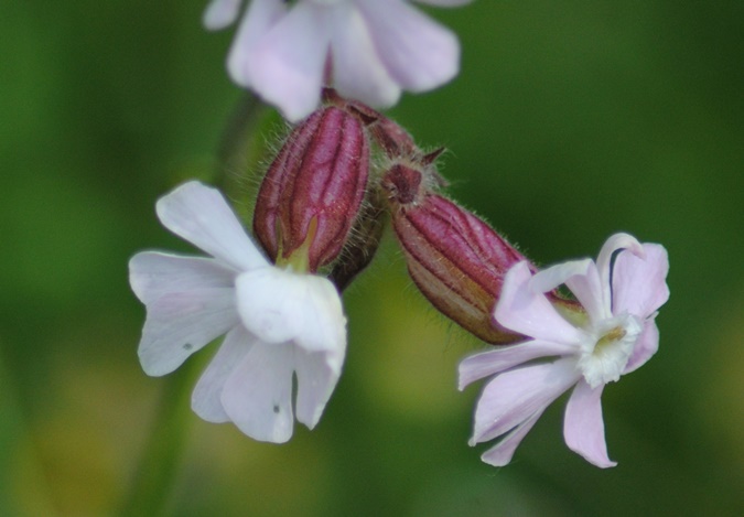 Silene latifolia / Silene bianca