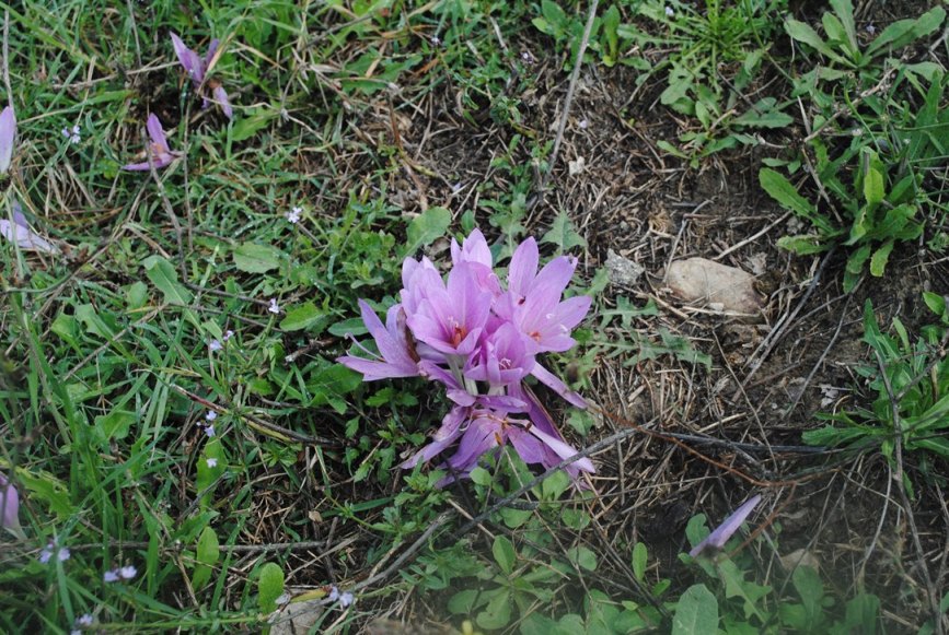 Colchicum lusitanum / Colchico portoghese