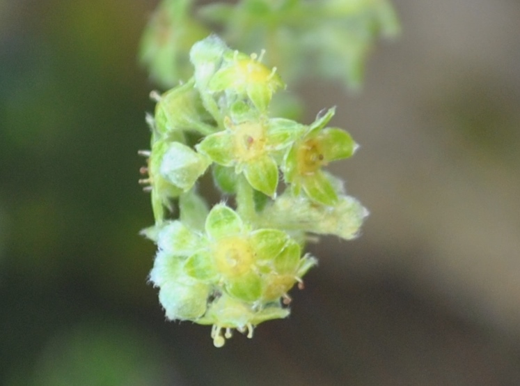 Alpi Francesi Meribel 8 - Alchemilla sp.