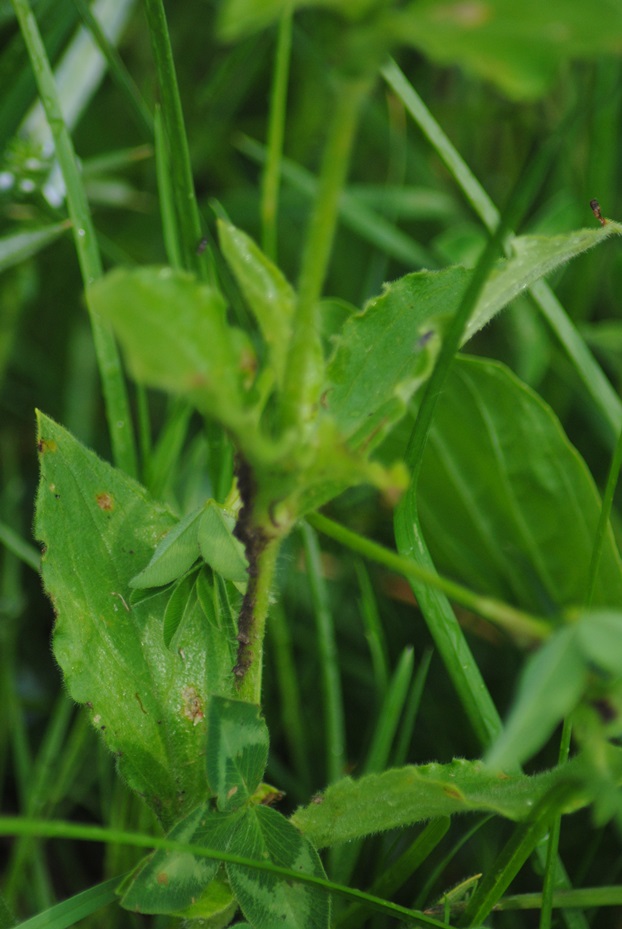 Silene latifolia / Silene bianca