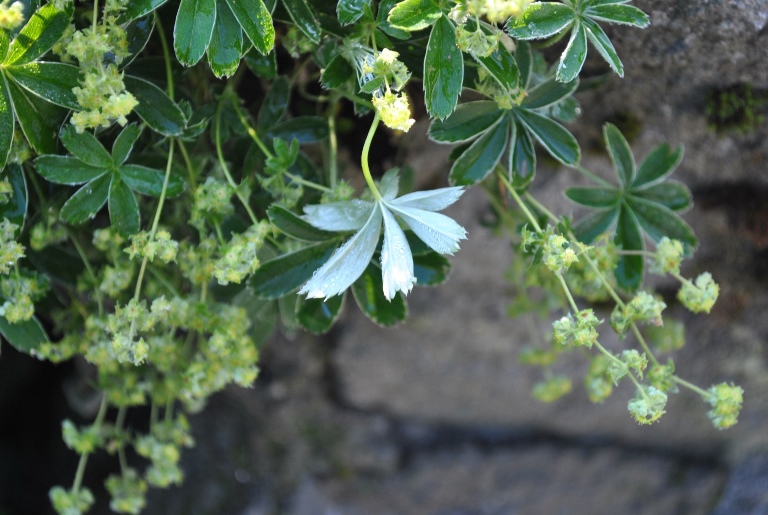 Alpi Francesi Meribel 8 - Alchemilla sp.