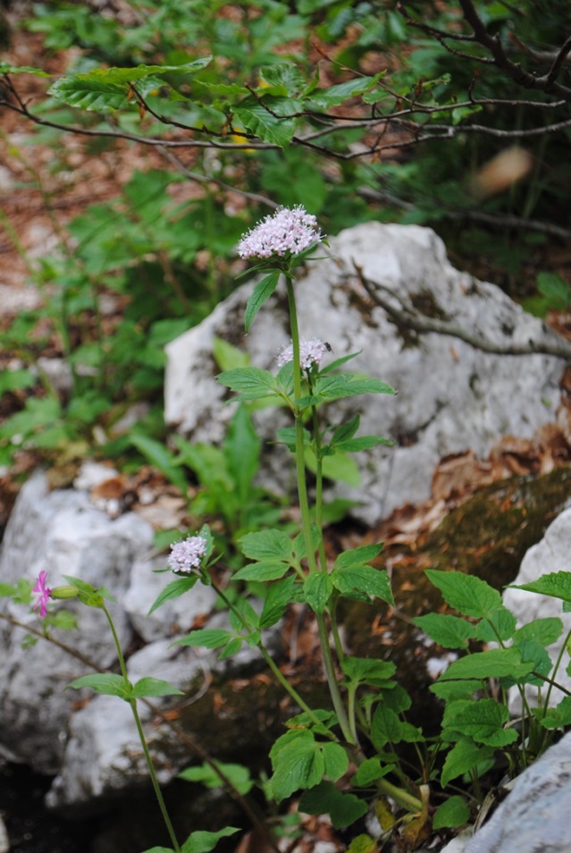 Valeriana tripteris / Valeriana trifogliata