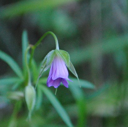 Geranium colombinum