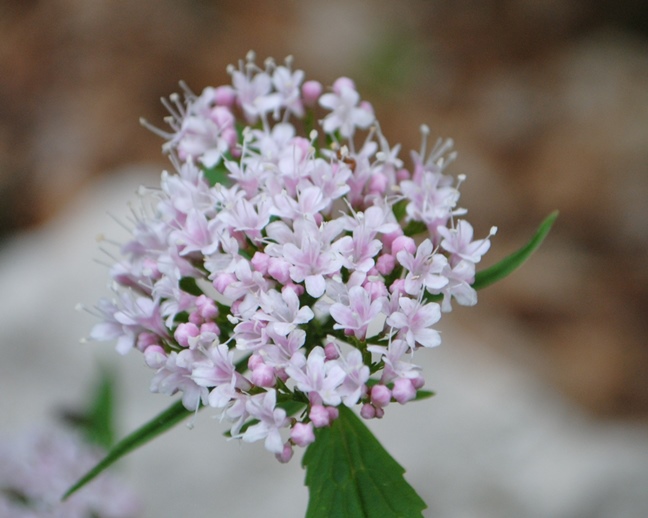 Valeriana tripteris / Valeriana trifogliata