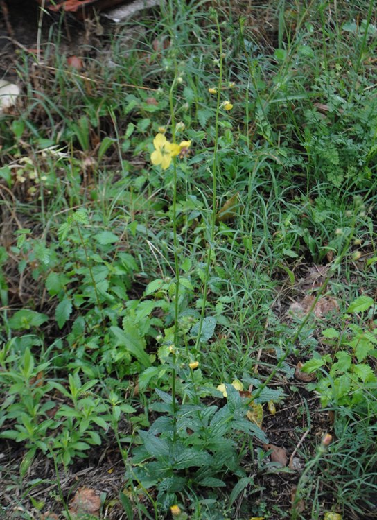 Verbascum blattaria