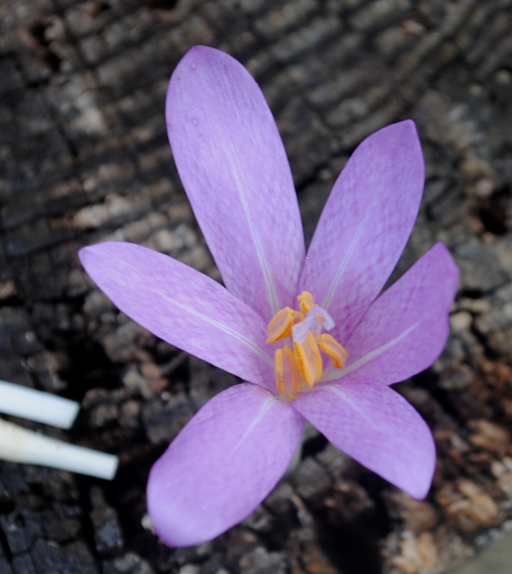 Colchicum lusitanum / Colchico portoghese