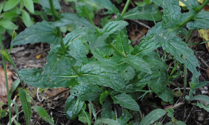 Verbascum blattaria