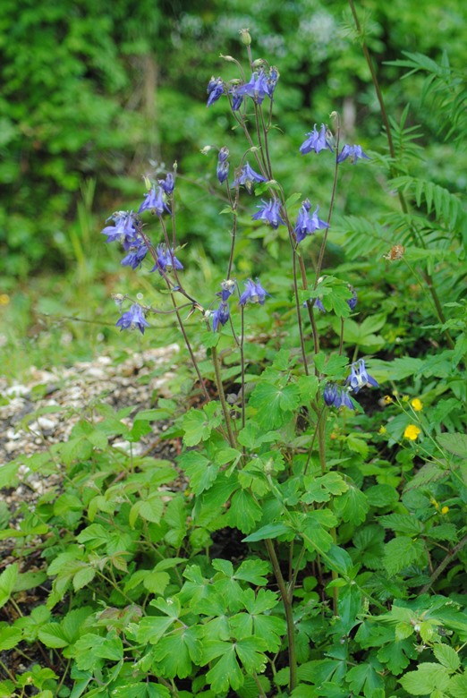 Aquilegia dumeticola / Aquilegia vischiosa