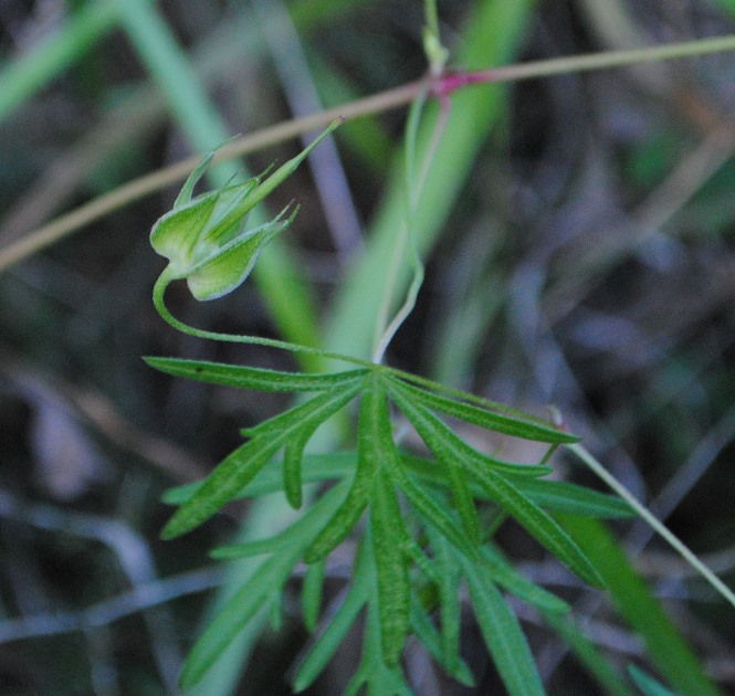 Geranium colombinum