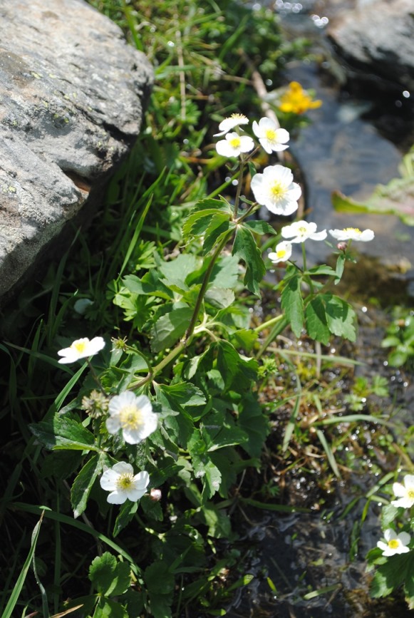 Ranunculus aconitifolius / Ranuncolo a foglie di aconito