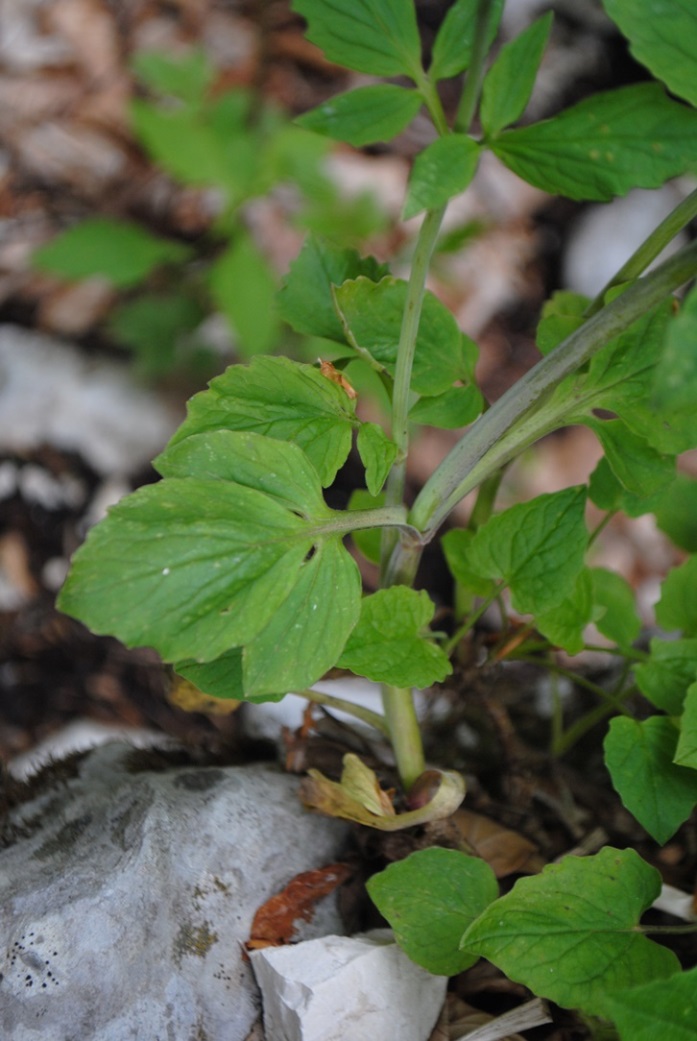 Valeriana tripteris / Valeriana trifogliata