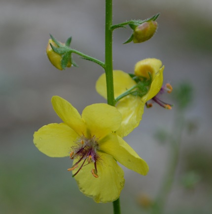 Verbascum blattaria