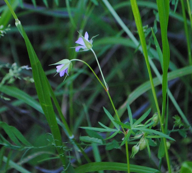 Geranium colombinum