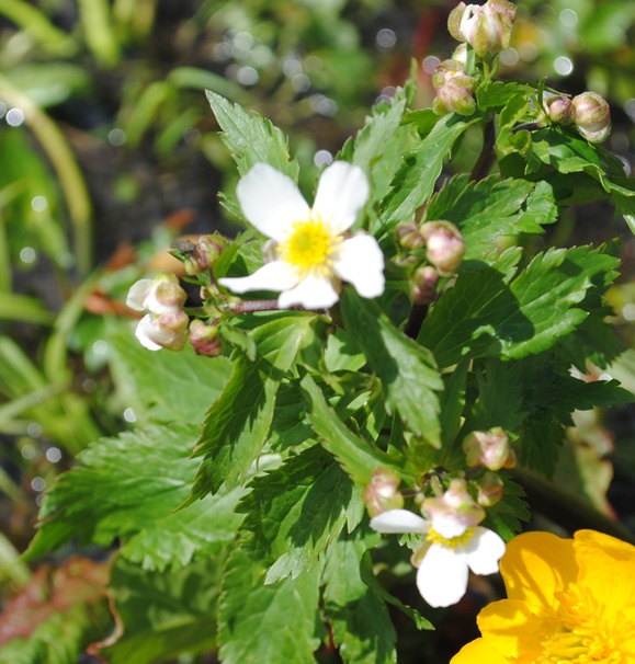 Ranunculus aconitifolius / Ranuncolo a foglie di aconito