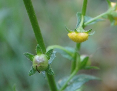 Verbascum blattaria